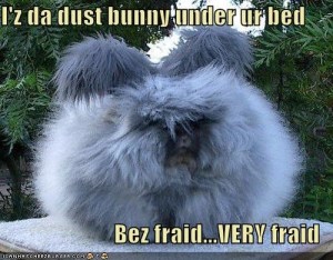 dust bunnies